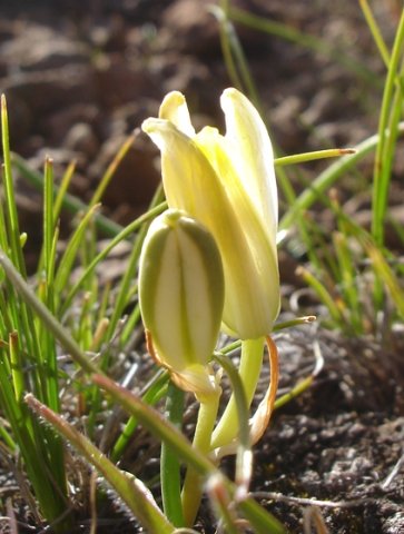 Albuca setosa curving everywhere